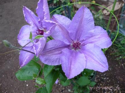 クレマチス