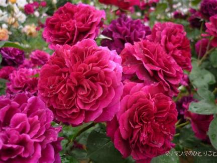 トラディスカント