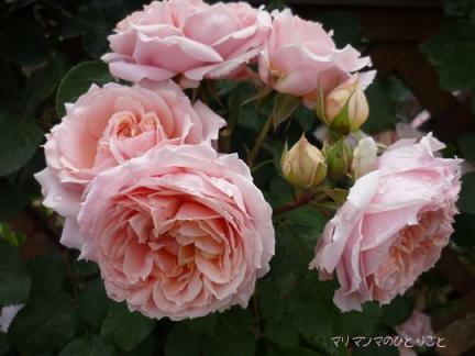 ポール　ボキュース