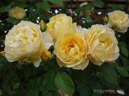 グラハムトーマス