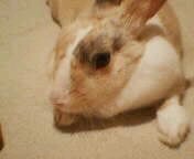 キナコちゃん☆