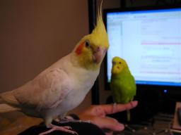 95/10/19ルチ＆セキセイ