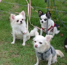 3ショット