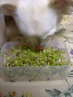 ブロッコリースプラウト2