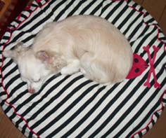 クッションとボタン