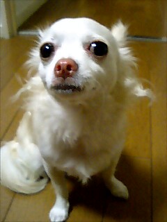ぼけー