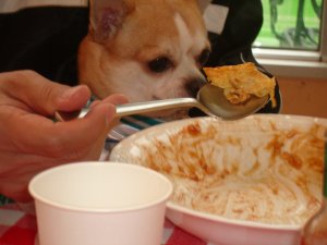 ごはんを見つめるあくびちゃん