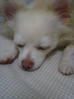 眠いのよ～