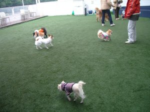 ドックラン