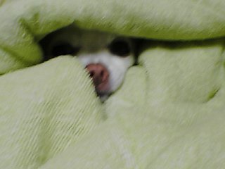 毛布にくるまったの～