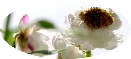 Helipterum anthemoides2