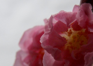 Prunus persica2
