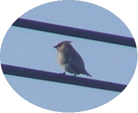 Bombycilla Japonica2
