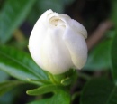 Gardenia jasminoides4