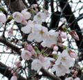 20110403-03.jpg
