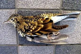 鳥が激突