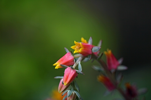 6月の花 オレンジ色 植物 昆虫図鑑 楽天ブログ
