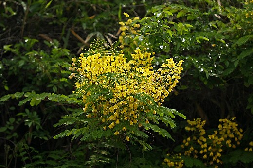 5月の黄色い花 植物 昆虫図鑑 楽天ブログ
