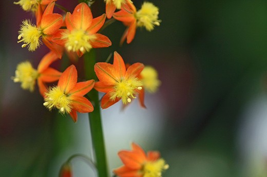 6月の花 オレンジ色 植物 昆虫図鑑 楽天ブログ