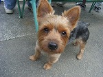 高尾の犬