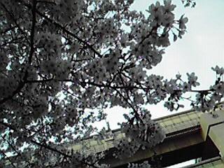 桜・２００９年・２