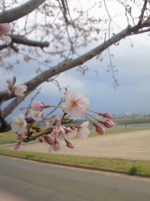 2010花見Ａ