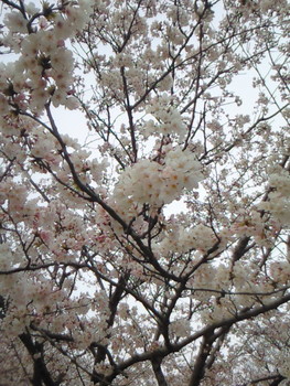 2010花見Ｂ