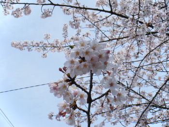 2010花見Ｄ