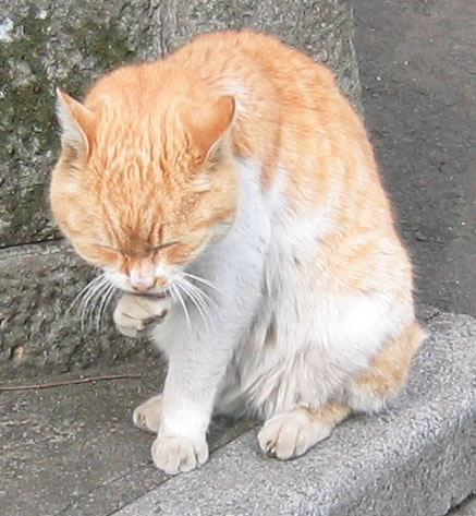 ほかねこ２８_3