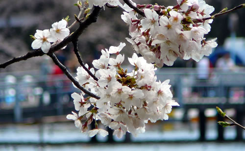 桜in井の頭公園part2_3