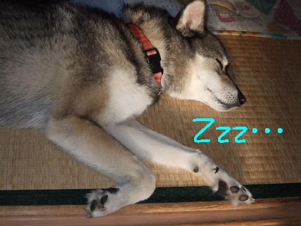 ｏ(＿＿*)Ｚｚｚ