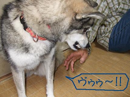 う゛ぅぅぅ～(＃｀皿´)　