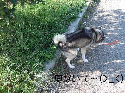 恥ずかしいから見ないで★