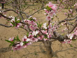 桃の花