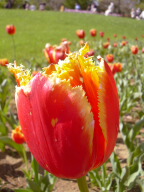 チューリップ２