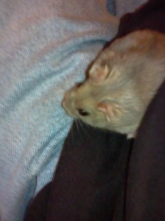 ハムスター（サファイヤ・ブルー）のマヨ