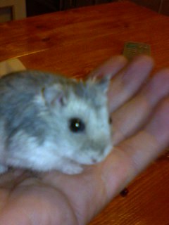 マヨ 二世の若い頃で生後約６ヶ月