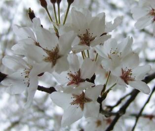 薬師寺の薄墨桜