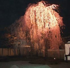 高台寺のしだれ桜