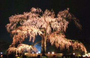 円山公園のしだれ桜