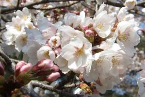 桜アップ