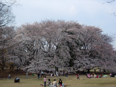 お花見風景