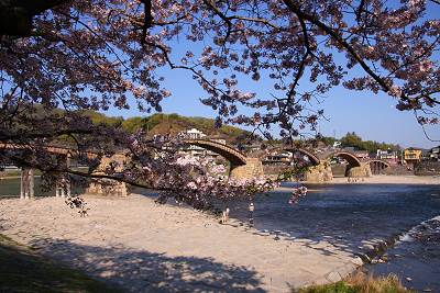 錦帯橋桜１