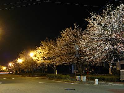 内牧夜桜