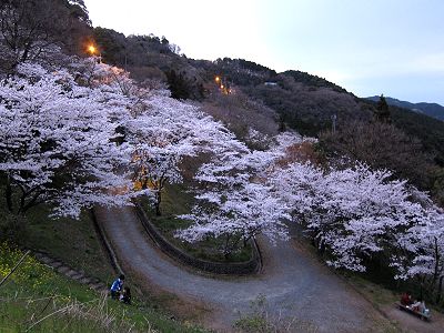 八木山峠　夜桜