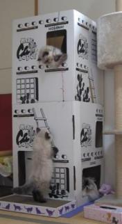 お母さん代わり？（２）