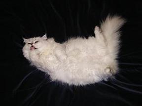 くつろぎのひととき