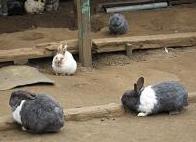 ウサギさん達。