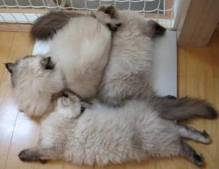 くっつき虫！！