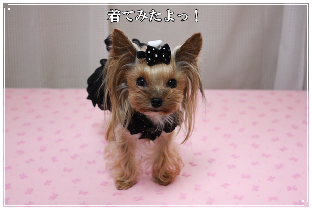 着てみたよっ！